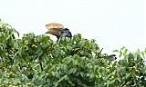 Silvery-cheeked Hornbillborder=